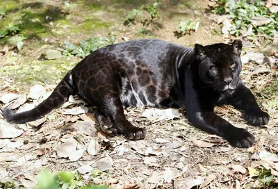 Мое маленькое черное счастье»: сибирячка спасла детеныша пантеры, и он стал  звездой соцсетей - KP.RU