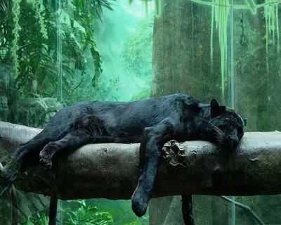 Пантера в джунглях - 46 фото