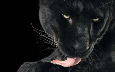 Черная пантера на заставку - 65 фото