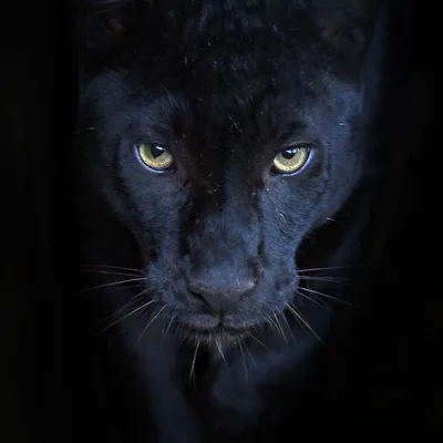 Картина на стекле «Элегант пантера» 40х40 см в Москве – купить по низкой  цене в интернет-магазине Леруа Мерлен
