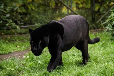 Где живут черные пантеры в дикой природе?