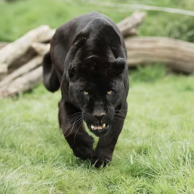 Черная пантера злая (34 фото)
