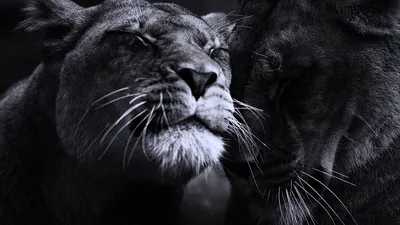 Лев и пантера - 58 фото