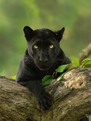 Чёрная пантера кошка - 63 фото