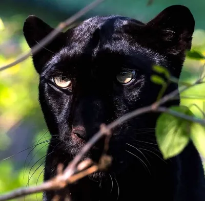 Panther Facts | Kyiv | Facebook