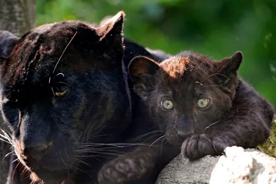 A Panther Adopted an Abandoned Baby Jaguar : MadeMeSmile | Детеныш ягуара,  Детеныши животных, Пантера