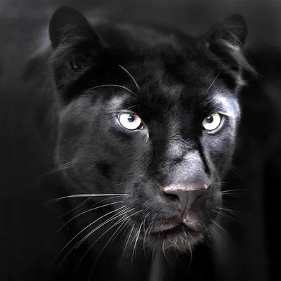Пантера с карими глазами - 82 фото