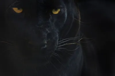 Черная пантера с красивыми пронзительными голубыми глазами и величественной  дикой природой | Премиум Фото