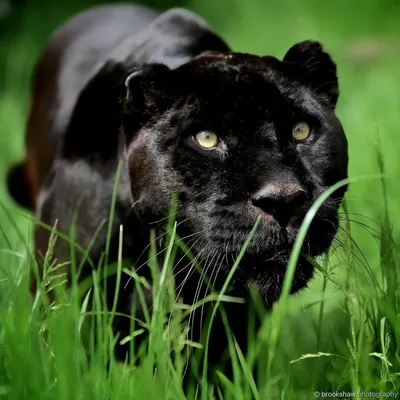 Черная пантера с блестящими глазами стоковое фото ©tamifreed 38446795