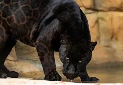 Пантера фото и описание животного, где живет черная кошка, среда обитания,  продолжительность жизни
