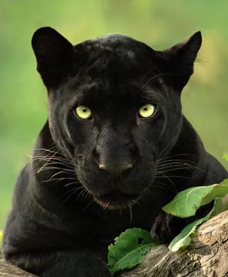 Потрясающие фотографии редкой черной пантеры | FotoRelax