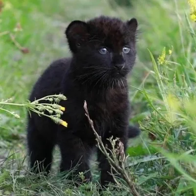 Мое маленькое черное счастье»: сибирячка спасла детеныша пантеры, и он стал  звездой соцсетей - KP.RU