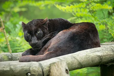 Картинка Пантеры Большие кошки черная животное