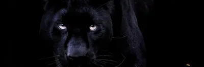Суровый взгляд черной пантеры на черном фоне 4K загрузка обоев