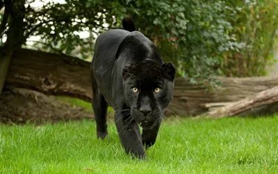 Картинка Черная пантера на поляне » Пантеры » Животные » Картинки 24 -  скачать картинки бесплатно