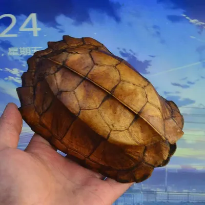 Панцирь Черепахи Hagen Exo-Terra Tortoise Skeleton купить в Москве по  выгодной цене в зоомагазине «Panteric»