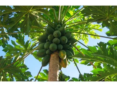 Папайя - Carica papaya. Уход за папайей