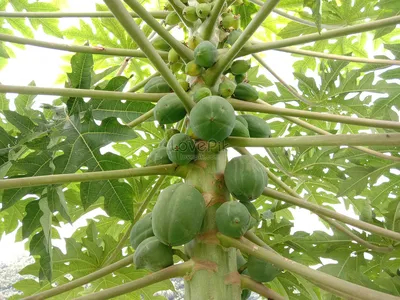 сырая зеленая папайя на дереве изображение_Фото номер 480004905_JPG Формат  изображения_ru.lovepik.com