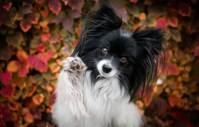 Обои осень, листья, поза, фон, листва, лапа, портрет, собака, папийон,  папильон картинки на рабочий стол, раздел собаки - скачать