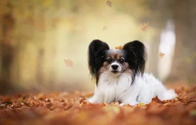 Обои осень, листья, собака, боке, Папийон, Континентальный той-спаниель  картинки на рабочий стол, раздел собаки - скачать