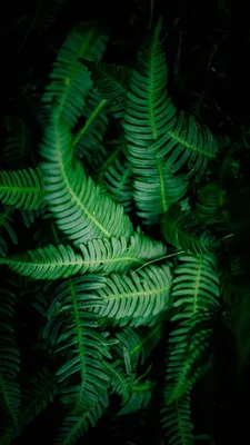 Обои папоротник, наземное растение, зеленый, растительность, лист на  телефон Android, 1080x1920 картинки и фото бесплатно