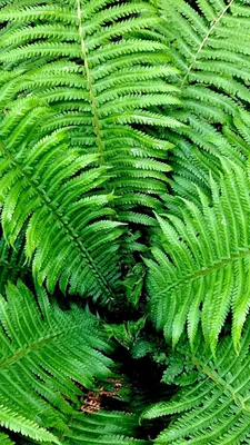 Обои растительность, папоротник, лист, ветвь, стебель растения на телефон  Android, 1080x1920 картинки и фото бесплатно