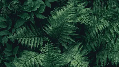 Обои папоротник, листья, зеленый, растение, вид сверху картинки на рабочий  стол, фото скачать бесплатно