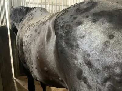 Horseexpert | Аллергия у лошади