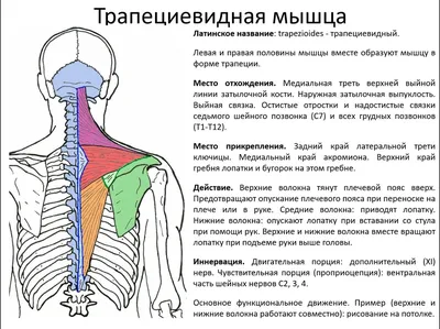 Денис Волков - ГРУДОПОЯСНИЧНЫЕ ПАРАВЕРТЕБРАЛЬНЫЕ МЫШЦЫ: МОБИЛИЗАЦИЯ,  ИШЕМИЧЕСКАЯ КОМПРЕССИЯ, ПОСТИЗОМЕТРИЧЕСКАЯ РЕЛАКСАЦИЯ Для устранения  тугоподвижности в мелких суставах позвоночника (суставной функциональный  блок) применяется манипуляционное и ...