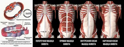 Как снова включить свои измученные, спазмированные мышцы спины? Упражнения  от сутулости | Причины Здоровья | Дзен