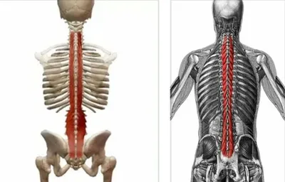 Лечебный массаж - Что такое паравертебральные мышцы спины? 📌Это самый  глубокий мышечный слой, который находится в непосредственной близости к  позвоночнику. 📌Состояние этого глубокого мышечного слоя очень важно для  правильного функционирования ...