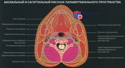 Прихватило спину в пояснице: советы, как снять боль, профилактика и  основные признаки