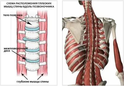 Быстро устает шея и спина? Помогут упражнения для паравертебральных мышц |  Причины Здоровья | Дзен