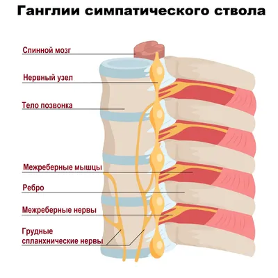 Спондилолистез позвоночника - симптомы, степени, диагностика, лечение,  операция