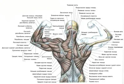 Боль в передней части бедра, связанная с поражением нервов - KinesioPro