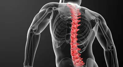 Боль в спине: причины ноющей сильной боли в позвоночнике посередине спины,  различные зоны болей в спине