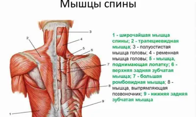 Мышцы спины: анатомия. Интересно и познавательно об анатомии спины