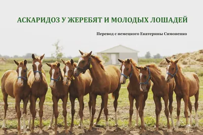 Horses » Аскаридоз у жеребят и молодых лошадей_(выпуск журнала №43)