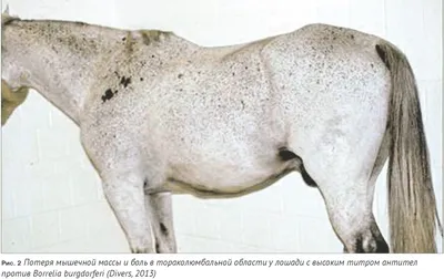 Инфекция borrelia burgdorferi у лошадей (болезнь лайма) / Infection  borrelia burgdorferi in horses (lyme disease)