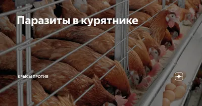 Kyrgyz_Web - Какие части курицы нельзя есть из-за... | Facebook