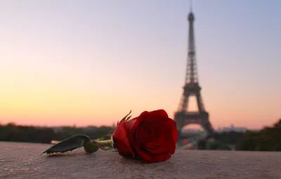 Обои цветок, город, Париж, роза, башня, вечер, Paris картинки на рабочий  стол, раздел город - скачать
