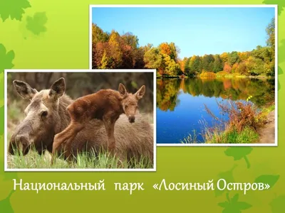 Файл:National Park Elk Island (Moscow region).jpg — Википедия