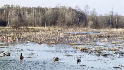 Файл:Moose Island National Park Национальный парк Лосиный остров.jpg —  Википедия