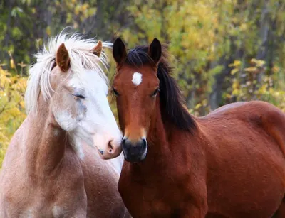 Galloping пары лошадей стоковое изображение. изображение насчитывающей  снежок - 12348159