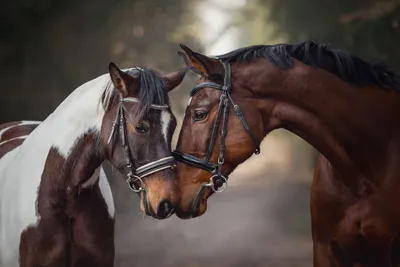 Пара лошадей,бегущих по дороге | Horses, Horse pictures, Beautiful horses