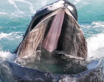 Пасть кита фото
