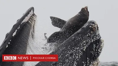 Морской лев в пасти кита. Фото, которое удается раз в жизни - BBC News  Русская служба