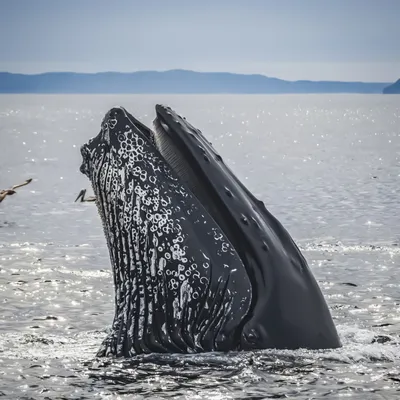56-летний американец выжил после попадания в пасть горбатого кита