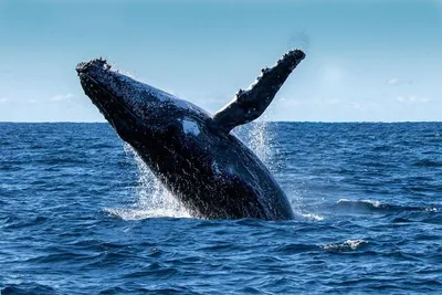 Дайвер попал в пасть кита и выжил. Фото | Мир | OBOZ.UA