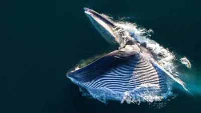 В пасти у кита: дайвер выжил после того, как попал внутрь огромного  млекопитающего